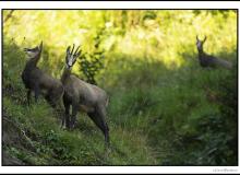 Chamois et chevreau