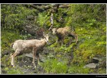 Chamois