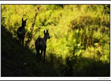 Chamois et chevreau