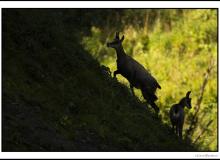 Chamois et chevreau