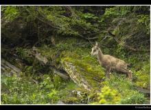 Chamois