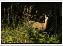 Chamois