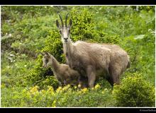 Chamois