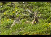 Chamois