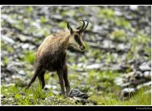 Chamois