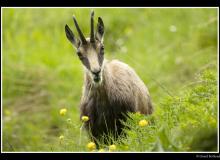 Chamois