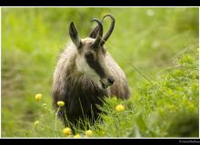 Chamois