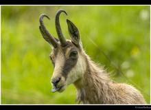 Chamois