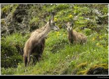 Chamois