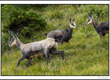 Chamois