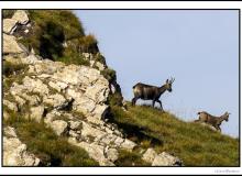 Chamois et chevreau