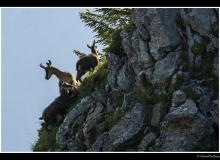 Chamois