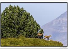 Chamois et chevreau