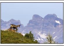 Chamois et chevreau