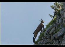 Chamois