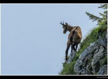 Chamois