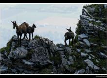 Chamois