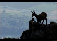 Chamois