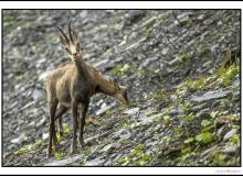 Chamois et chevreau