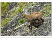 Chamois et chevreau