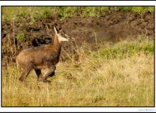 Chamois, mère et chevreau