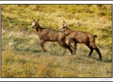 Chamois, mère et chevreau