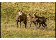 Chamois, mère et chevreau