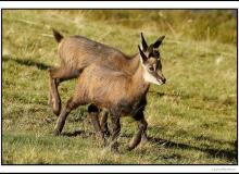 Chamois, mère et chevreau