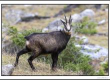 Chamois