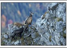 Chamois