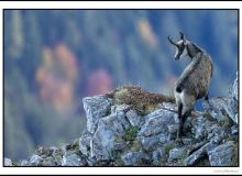 Chamois