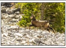 Chamois