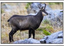 Chamois