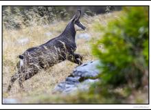 Chamois