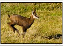 Chamois, mère et chevreau