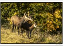 Chamois, mère et chevreau