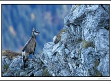 Chamois