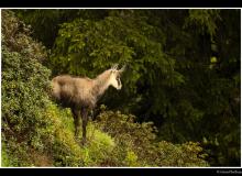 Chamois