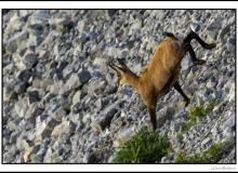 Chamois