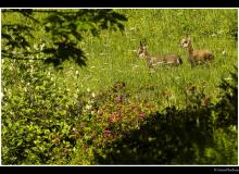 Chevreau