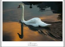 Cygne