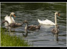 Cygne