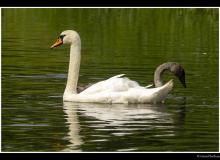 Cygne