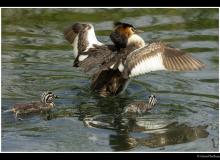 Grebe huppee