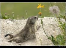 Marmotte