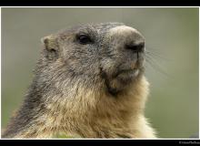 Marmotte