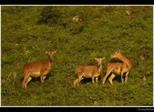 Mouflon