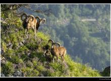 Mouflon