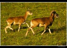 Mouflon