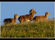 Mouflon